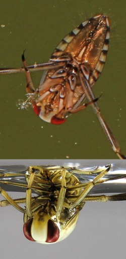 Backswimmer Notonecta glauca